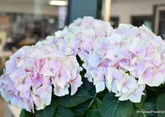 Hi Diamond from HiBreeding is a discoloring variety that changes from white-pink to pink. "It is the Diamond among Hydrangeas and the variety is re-blooming. In other words, the variety keeps giving new buds no matter when it is pruned.